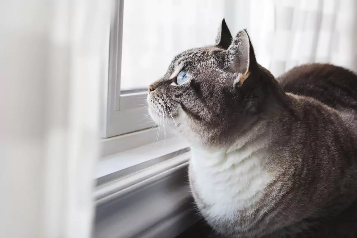 Keep Your Pets Safe This Winter