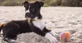 Taking your Dog to the Lake? Here are some Tips to Keep them Happy and Safe