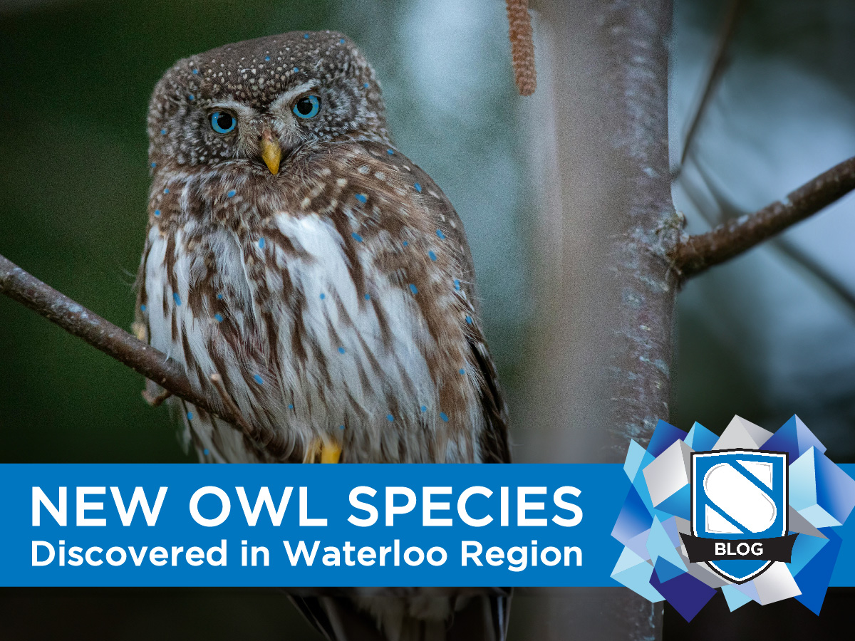 APRIL FOOLS: New Owl Species Discovered by Insurance Brokerage in Waterloo Region