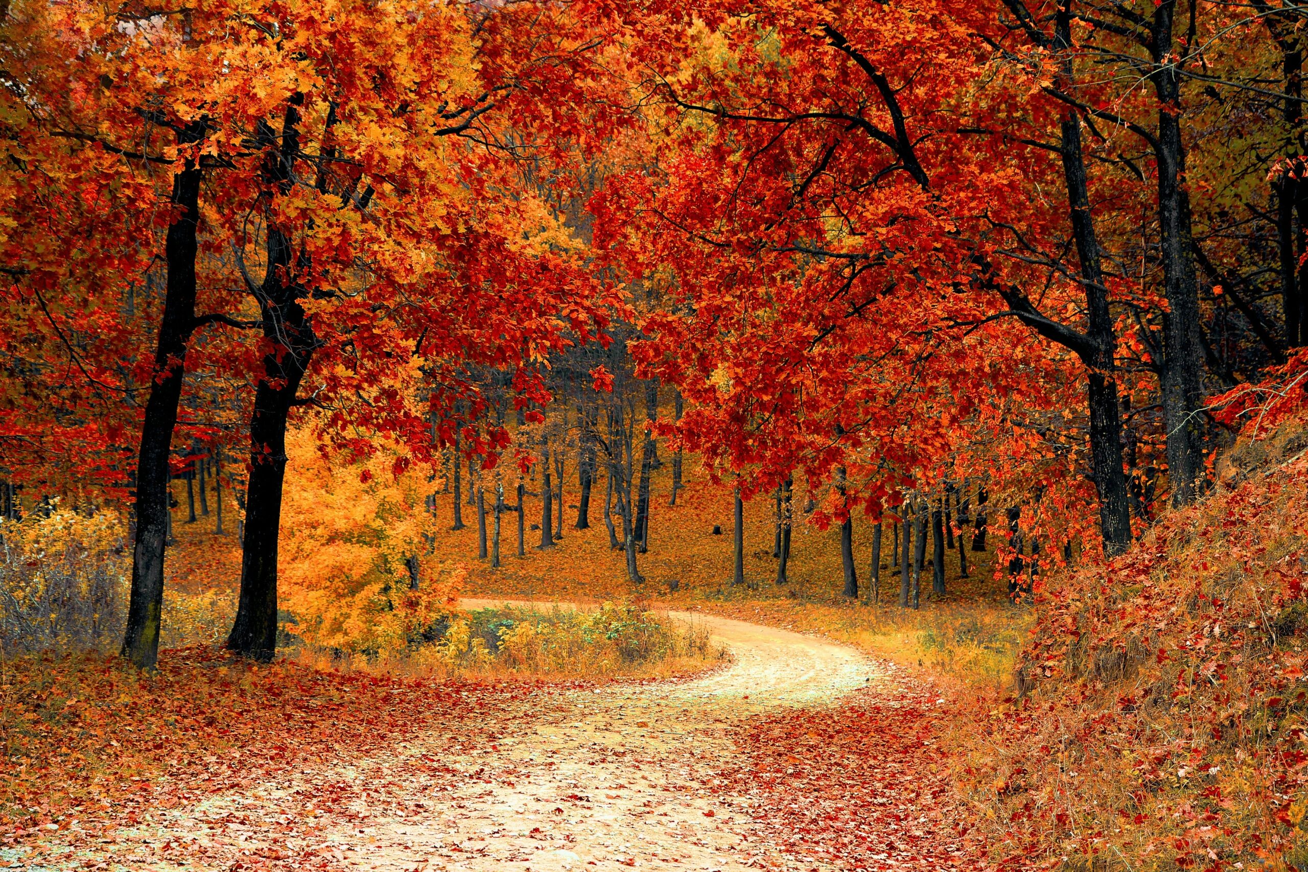 Printable Calendar — Fall Events in Waterloo Region